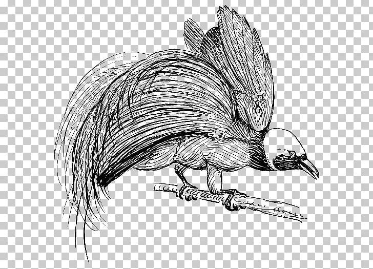 Bird-of-paradise New Guinea Bird Of Prey PNG, Clipart,  Free PNG Download