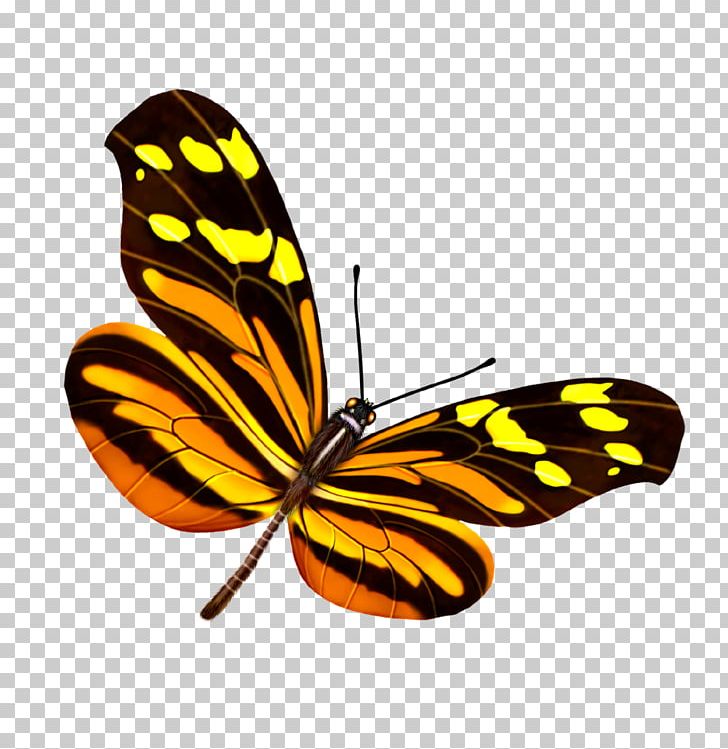 Butterfly Yellow Google S PNG, Clipart, Arthropod, Blue Butterfly, Brush Footed Butterfly, Butter, Butterflies Free PNG Download