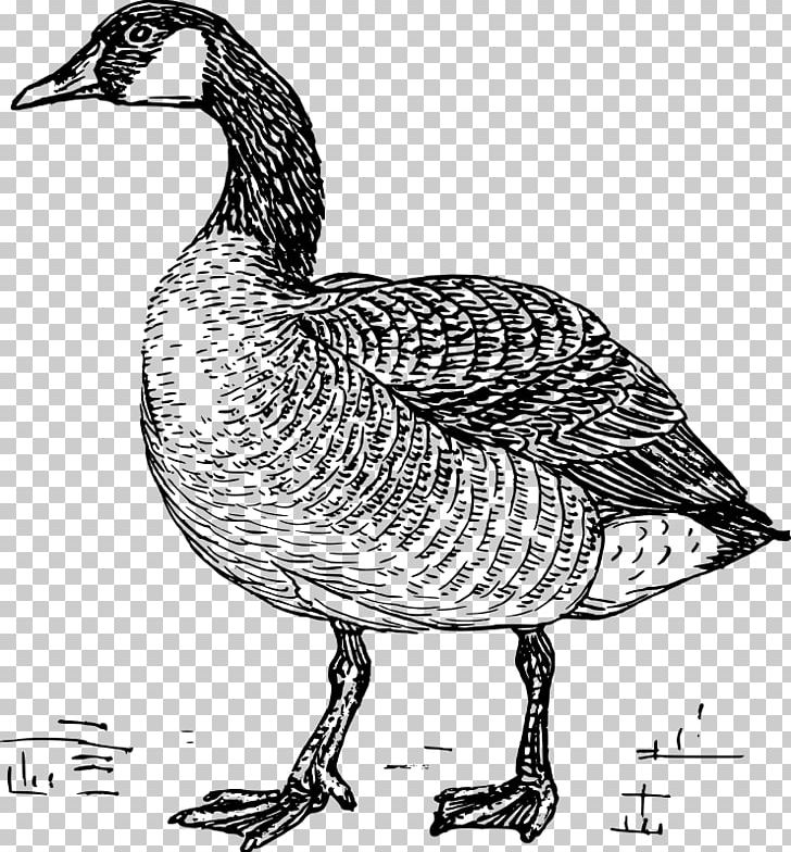 Greylag Goose Duck Bird Drawing PNG, Clipart, Animals, Beak, Bird, Black And White, Canada Goose Free PNG Download