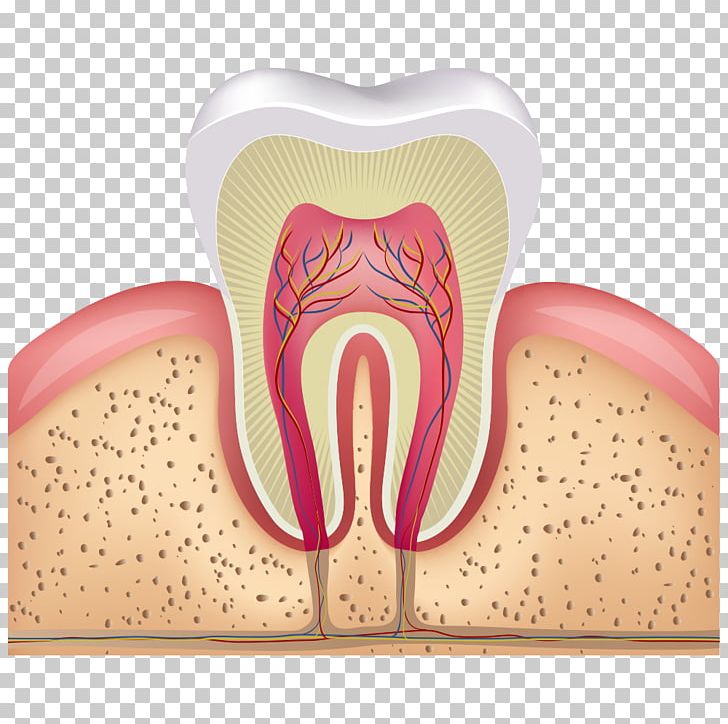 Human Tooth Pulp Root Canal Tooth Decay PNG, Clipart, Cartoon Tooth, Cross, Crossed Arrows, Cross Light Effect, Cross Vector Free PNG Download