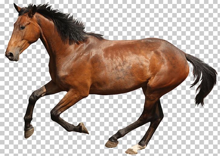 Stock Photography Budyonny Horse Foal Canter And Gallop Equestrian PNG, Clipart, Ani, Bay, Bridle, Budyonny Horse, Canter And Gallop Free PNG Download