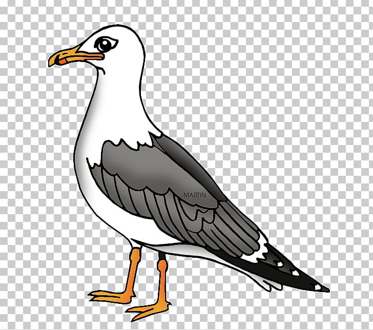 Gulls Drawing PNG, Clipart, Animation, Artwork, Beak, Bird, Black And White Free PNG Download