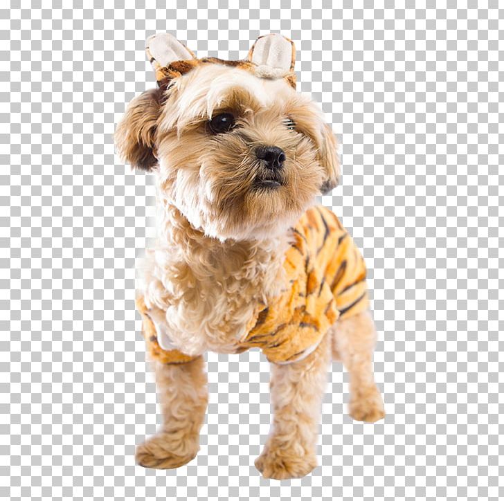 Morkie Cairn Terrier Schnoodle Puppy Catahoula Cur PNG, Clipart, Animals, Australian Cattle Dog, Banana, Cairn Terrier, Carnivoran Free PNG Download