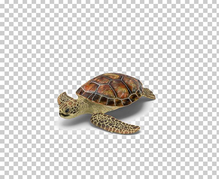 Box Turtles PNG, Clipart, Animals, Box Turtle, Box Turtles, Desktop Wallpaper, Download Free PNG Download