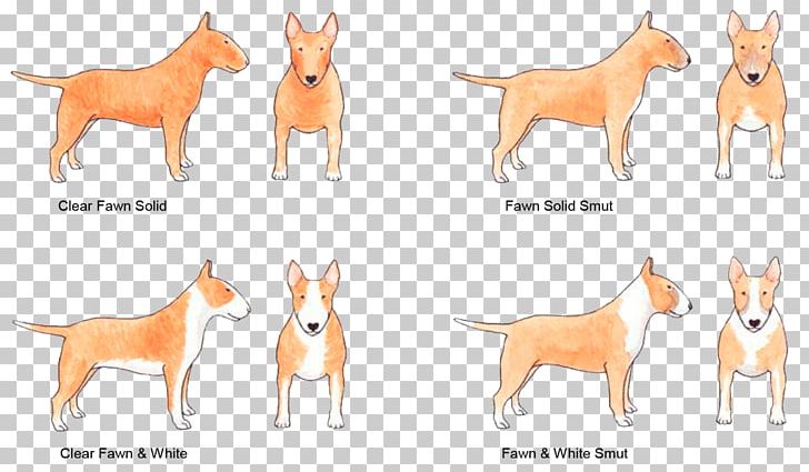 Dog Breed Basenji Staffordshire Bull Terrier Fawn PNG, Clipart, Animal Figure, Basenji, Breed, Brindle, Brindle White Free PNG Download