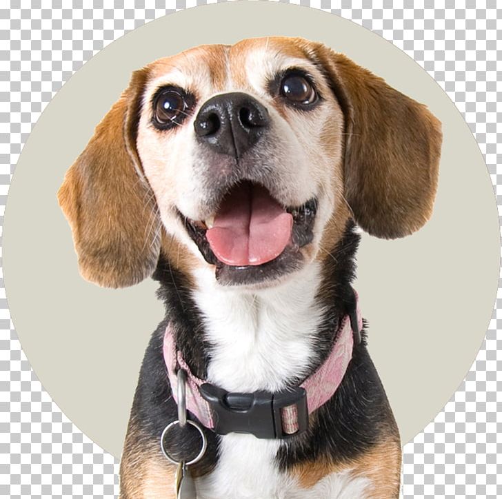 Dog Collar Beagle Puppy Stock Photography PNG, Clipart, Animals, Bark, Beagle, Carnivoran, Chew Toy Free PNG Download