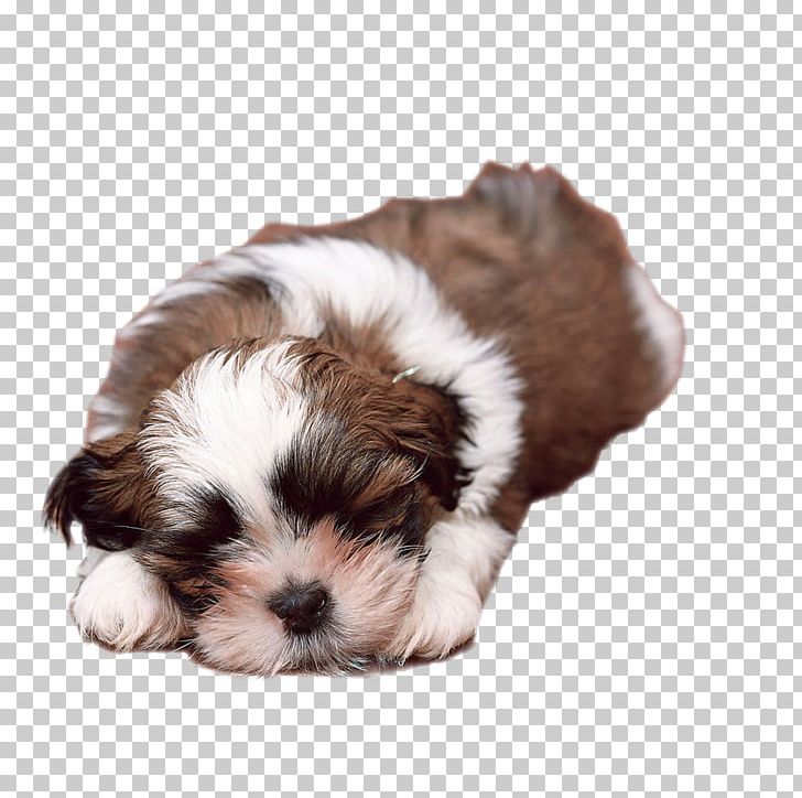Dog Puppy Cat Kitten Pet PNG, Clipart, Carnivoran, Companion Dog, Dog Breed, Dog Breed Group, Dog Like Mammal Free PNG Download
