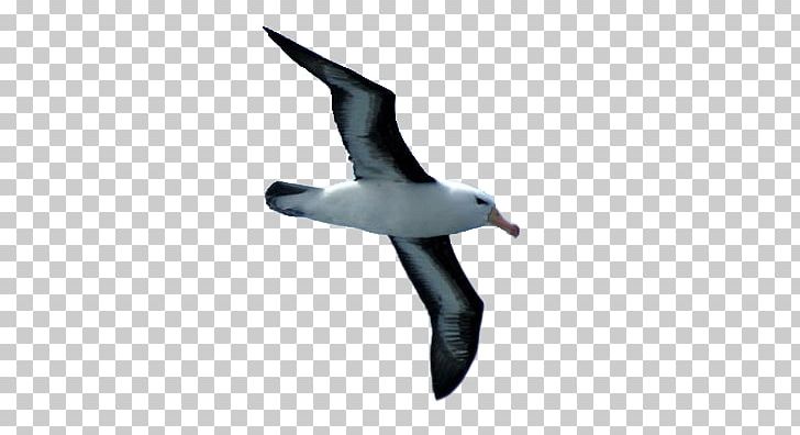 L'Albatros Les Fleurs Du Mal Poetry Albatross PNG, Clipart, Albatros, Albatross, Les Fleurs Du Mal, Poetry Free PNG Download