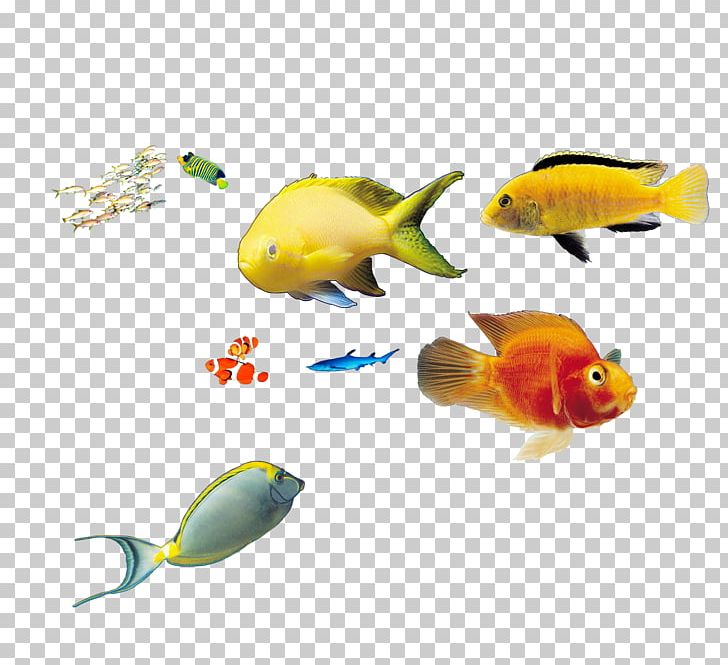 Deep Sea Fish Marine Biology PNG, Clipart, Biology, Color, Coral Reef Fish, Deep Sea, Download Free PNG Download