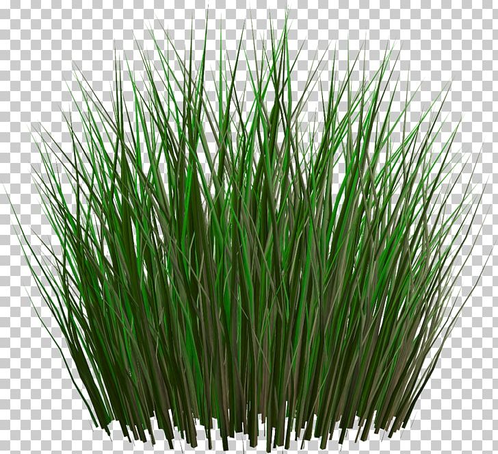 Grasses Lawn Ornamental Grass Fountain Grass PNG, Clipart, Chrysopogon Zizanioides, Commodity, Computer Icons, Equisetum, Equisetum Hyemale Free PNG Download