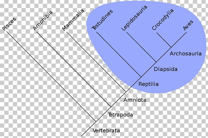 Holophyly Taxon Cladistics Clade Systematics PNG, Clipart, Angle, Area, Biologie, Biology, Circle Free PNG Download