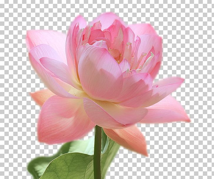 Artificial Flower Pink M Peony Petal Lotus-m PNG, Clipart, Aquatic Plant, Artificial Flower, Flower, Flowering Plant, Lotus Free PNG Download