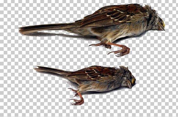 Bird House Sparrow PNG, Clipart, Animal, Animals, Beak, Bird, Death Free PNG Download