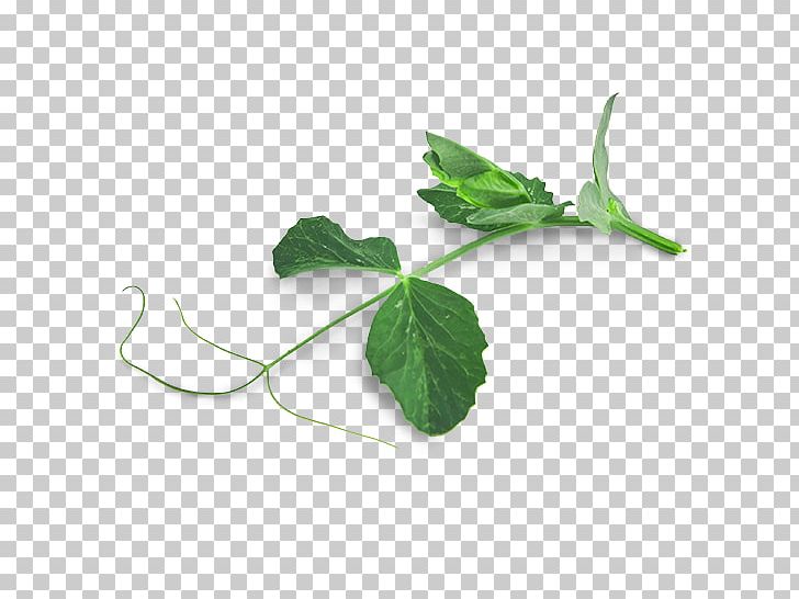 Leaf Tendril Pea Plant Stem Shoot PNG, Clipart, Herb, Herbalism, Ivy, Leaf, Leaf Vegetable Free PNG Download