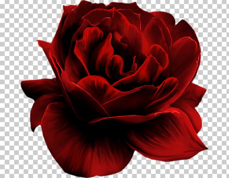Red Flower PNG, Clipart, Centifolia Roses, China Rose, Cicek, Cicek Resimleri, Closeup Free PNG Download