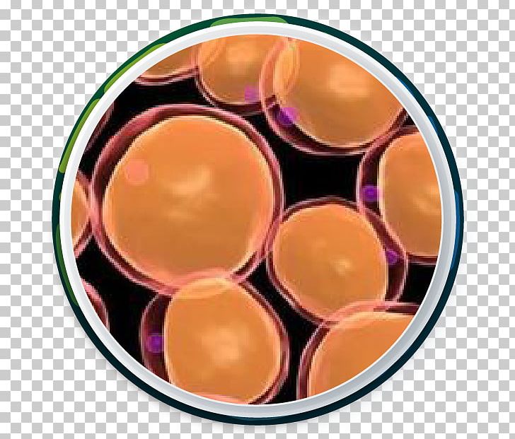 Adipocyte Adipose Tissue Cell Fatty Acid PNG, Clipart, Abdominal Obesity, Adipocyte, Adipose Tissue, Alpha Cell, Biology Free PNG Download