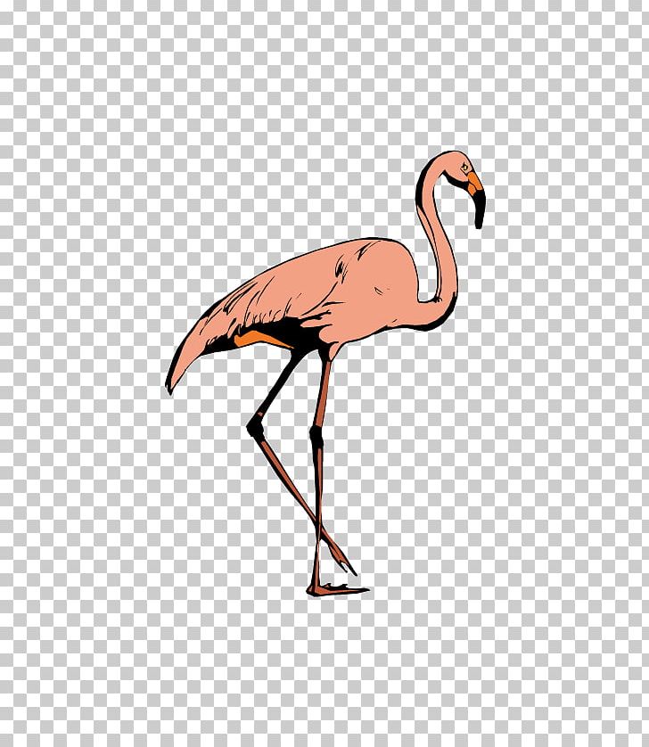 Bird Crane Greater Flamingo Ciconia PNG, Clipart, Animal, Beak, Bird, Cartoon, Ciconia Free PNG Download