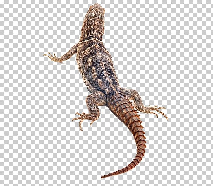Lizard Reptile Chameleons PNG, Clipart, Agama, Agamidae, Animal, Animals, Back Free PNG Download