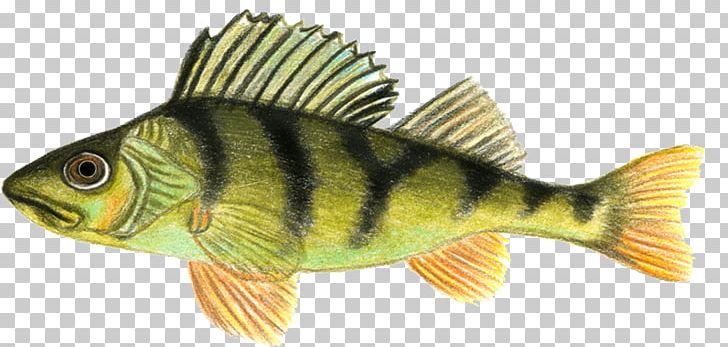 Perch Norway Freshwater Fish Angling PNG, Clipart, Angling, Animal, Animal Figure, Bass, Bony Fish Free PNG Download