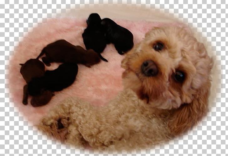 Toy Poodle Miniature Poodle Cockapoo Goldendoodle American Cocker Spaniel PNG, Clipart, American Cocker Spaniel, Animals, Breed, Carnivoran, Cockapoo Free PNG Download