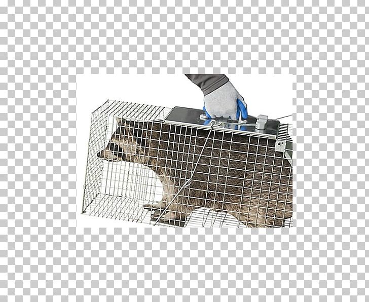 Cage Trapping Raccoon Rat Trap Fish Trap PNG, Clipart, Angle, Animal, Animals, Cage, Cat Free PNG Download