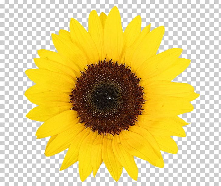 Common Sunflower Sunflower Oil Sunflower Seed Desktop PNG, Clipart, Asterales, Common Sunflower, Cooking Oils, Daisy Family, Desktop Wallpaper Free PNG Download