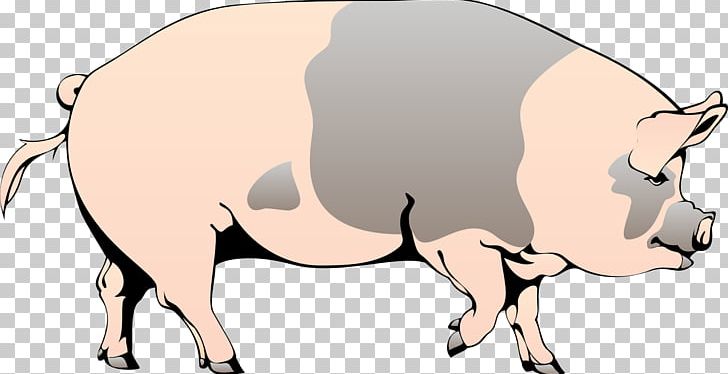Domestic Pig PNG, Clipart, Animal Figure, Animals, Animation, Artwork, Cattle Like Mammal Free PNG Download