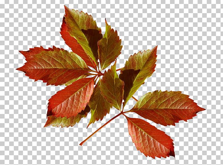 Autumn Leaves Season Daytime Author PNG, Clipart, Author, Autumn, Autumn Leaves, Daytime, Diary Free PNG Download