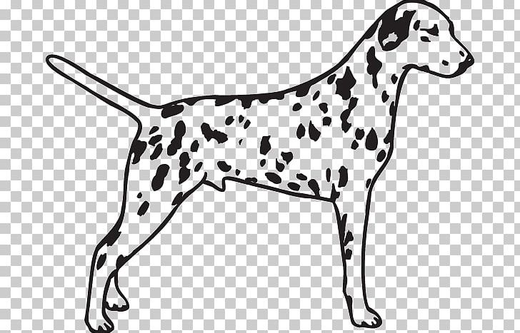 Dalmatian Dog Poodle Pug Breed Race PNG, Clipart, 101 Dalmatians, Black And White, Breed, Carnivoran, Dalmatian Free PNG Download