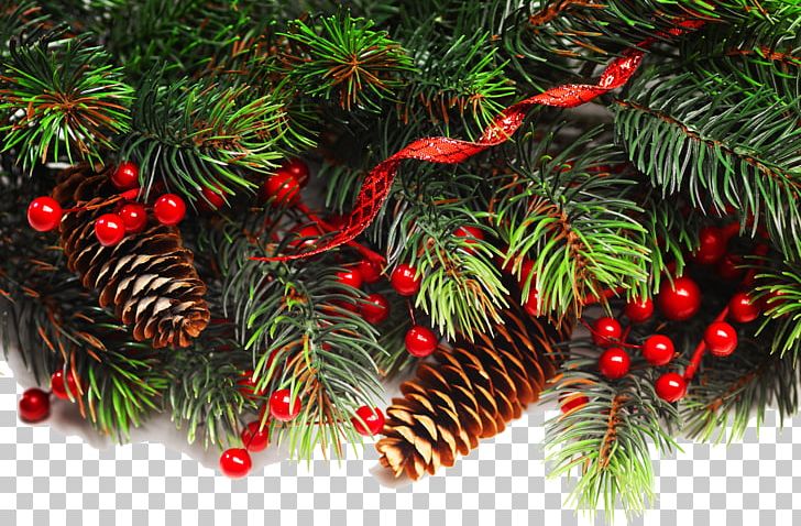 Fraser Fir Christmas Decoration Christmas Ornament Christmas Tree PNG, Clipart, Christmas, Christmas Card, Christmas Decoration, Christmas Ornament, Christmas Tree Free PNG Download