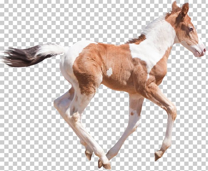 Mustang Foal Stallion Colt Donkey PNG, Clipart, Animal, Animal Figure, Blog, Cabal, Colt Free PNG Download