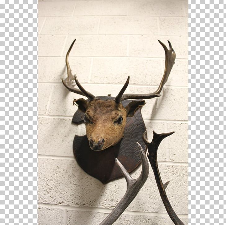 Elk Reindeer Trophy Hunting Antelope PNG, Clipart, Animals, Antelope, Antler, Clock, Deer Free PNG Download