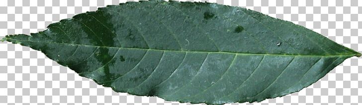 Leaf Plant PNG, Clipart, Green, Leaf, Leaf Texture, Plant Free PNG Download