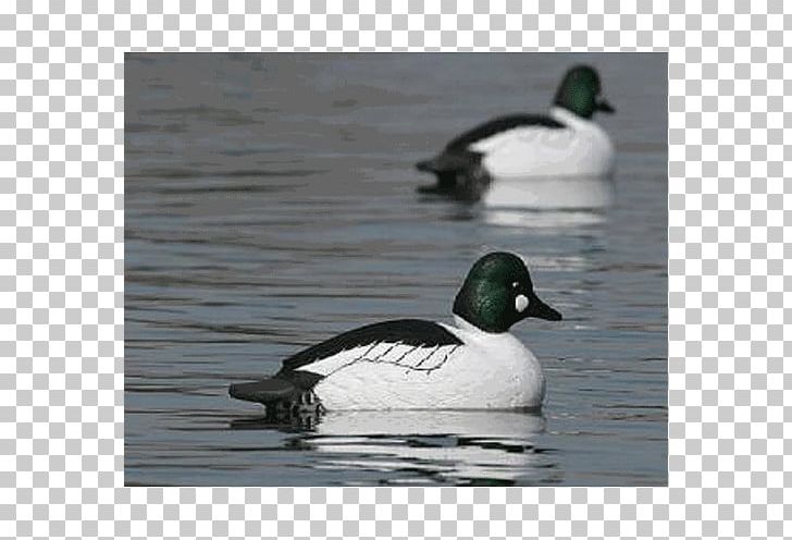 Mallard Duck Decoy Goose PNG, Clipart, Animals, Appelant, Beak, Bird, Common Goldeneye Free PNG Download