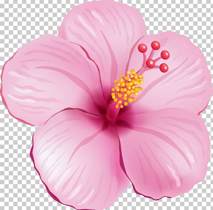 Shoeblackplant Flower PNG, Clipart, Clip Art, Color, Floral Design, Flower, Flowering Plant Free PNG Download