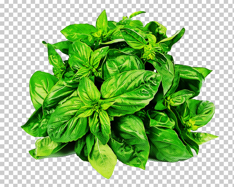 Leaf Basil Plant Food Herb PNG, Clipart, Basil, Flower, Food, Herb, Ingredient Free PNG Download
