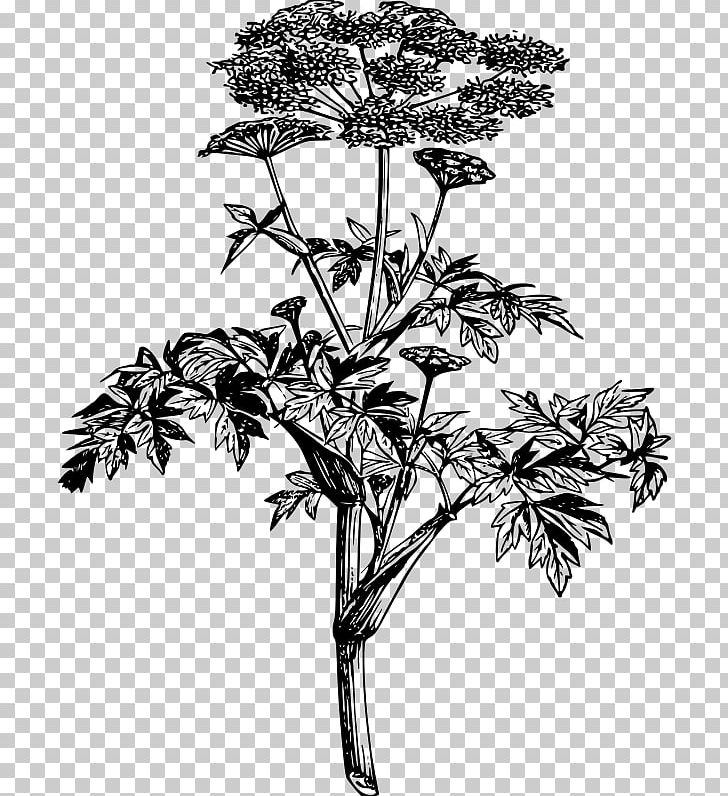 Angelica Archangelica Botany Wild Angelica Plant PNG, Clipart, Apiaceae, Black And White, Botanical Illustration, Branch, Drawing Free PNG Download