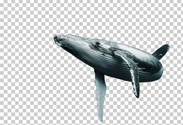 Common Bottlenose Dolphin Cetacea Wholphin Tucuxi PNG, Clipart, Animal, Animals, Avatan Plus, Blue Whale, Bottlenose Dolphin Free PNG Download