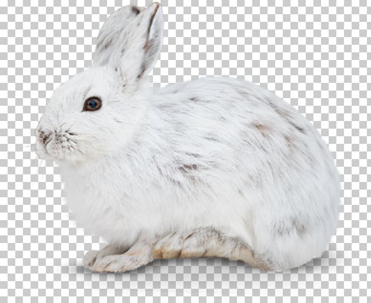 Domestic Rabbit European Hare Mountain Hare Female PNG, Clipart, Animal, Animals, Domestic Rabbit, Egg Cell, European Hare Free PNG Download