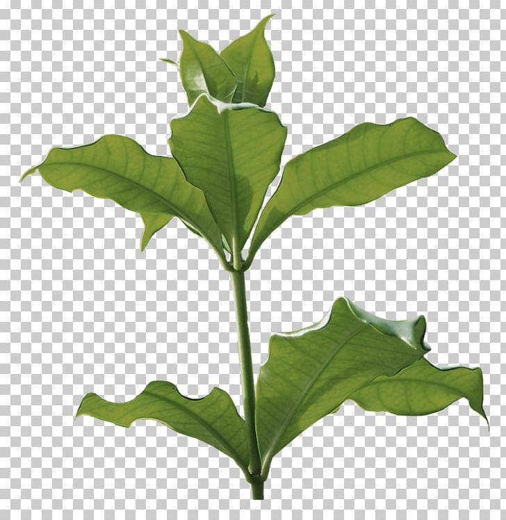 Herbaceous Plant Albom PNG, Clipart, Albom, Author, Background Green, Color, Good Free PNG Download