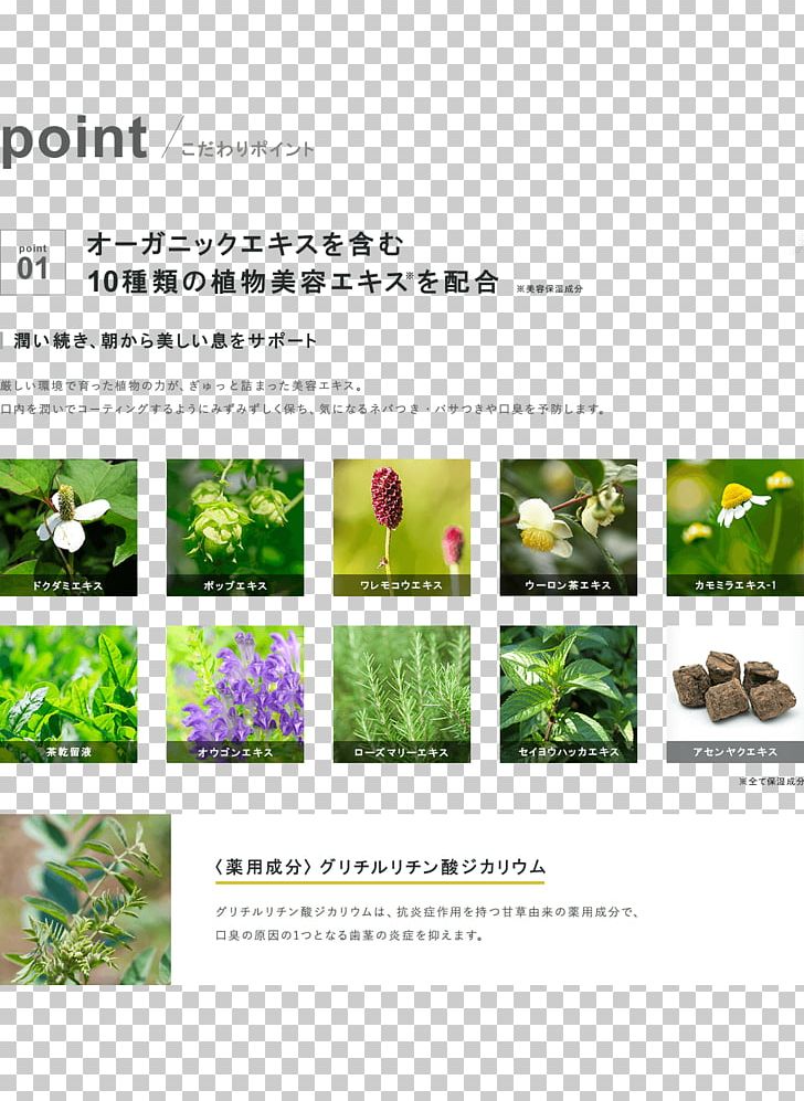 Herbalism Advertising Brochure Brand PNG, Clipart, Advertising, Brand, Brochure, Flora, Grass Free PNG Download
