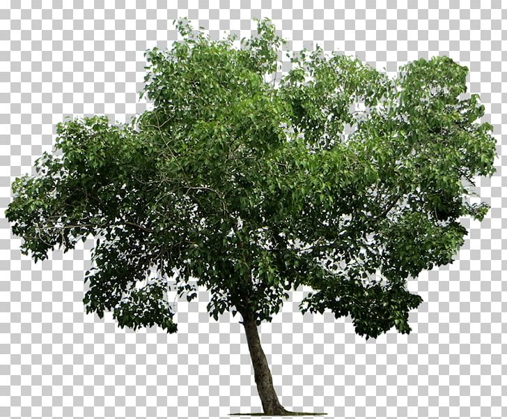 Tree Desktop PNG, Clipart, Branch, Computer Icons, Desktop Wallpaper, Download, Drawing Free PNG Download