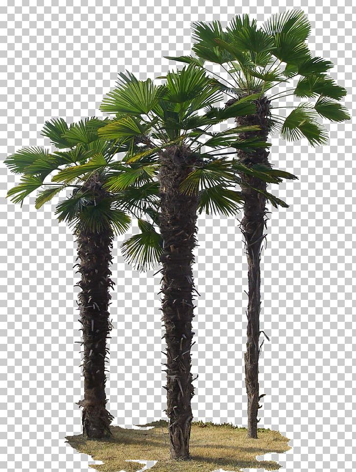 Asian Palmyra Palm Tree Green PNG, Clipart, 2d Computer Graphics, Arbre, Arecaceae, Arecales, Asian Palmyra Palm Free PNG Download