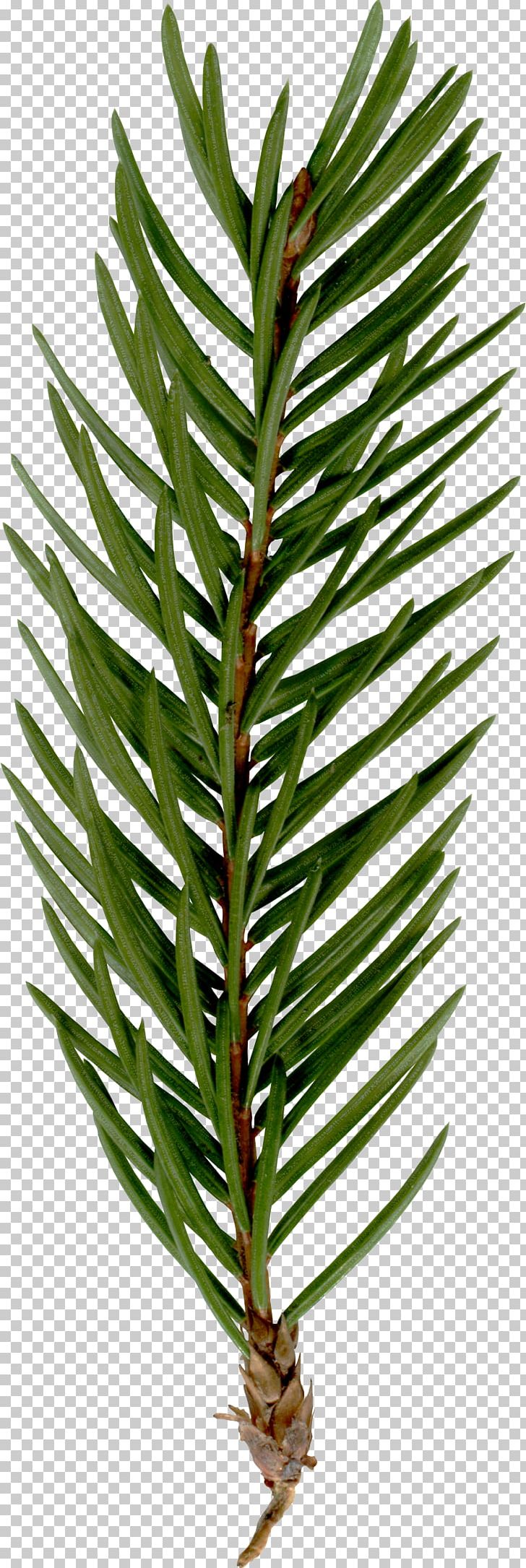 Fir Spruce Twig Plant Stem Terrestrial Plant PNG, Clipart, Branch, Conifer, Decoration, Evergreen, Fir Free PNG Download