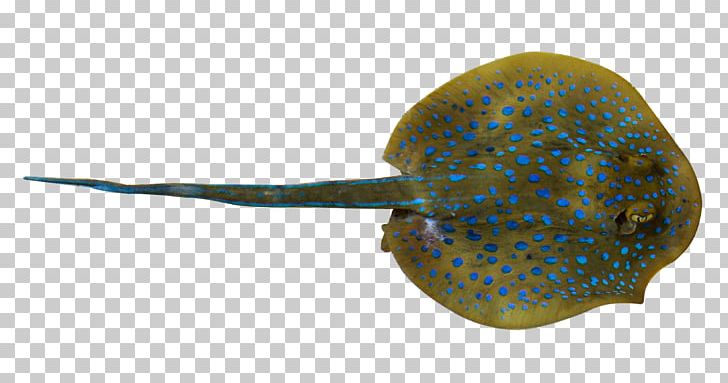 Fish Whiptail Stingray PNG, Clipart, Blue, Blue Point, Deep, Deep Sea, Designer Free PNG Download