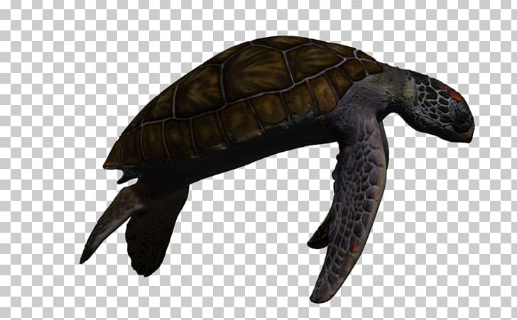 Green Sea Turtle PNG, Clipart, Animal, Animals, Emydidae, Flatback Sea Turtle, Green Sea Turtle Free PNG Download