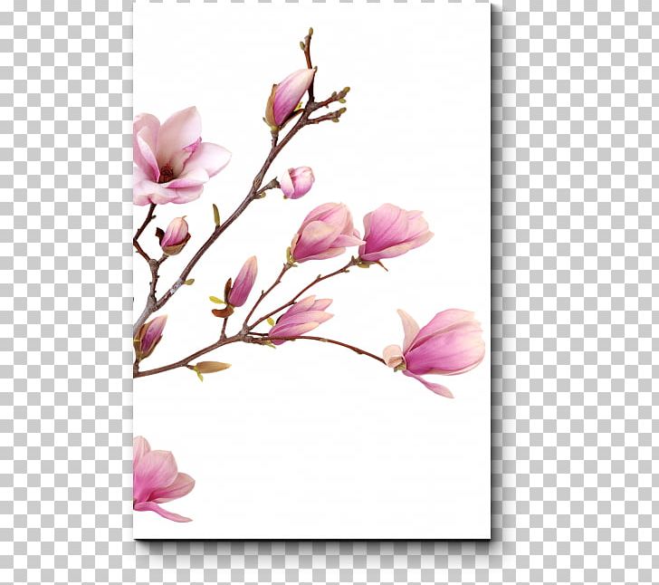 Stock Photography Flower Bud Drawing PNG, Clipart, Blossom, Branch, Bud, Cherry Blossom, Cut Flowers Free PNG Download