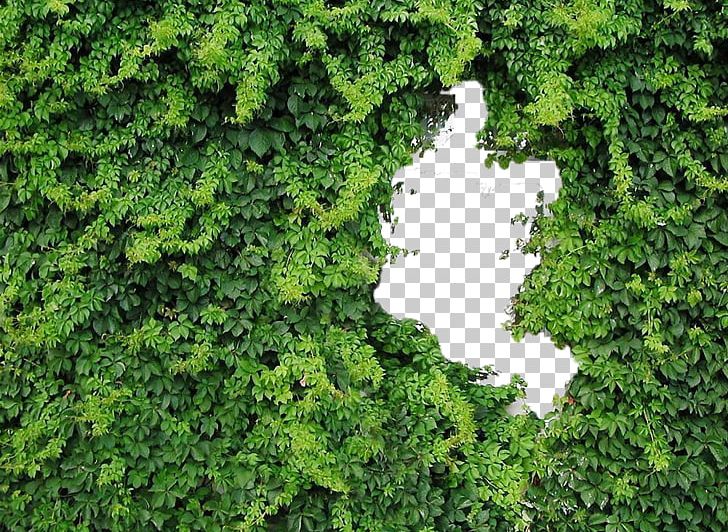 Wall Vine Parthenocissus Tricuspidata Flower PNG, Clipart, Animals, Background Green, Biome, Climb, Conifers Free PNG Download