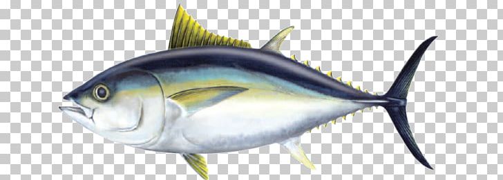 Bigeye Tuna Atlantic Bluefin Tuna Yellowfin Tuna Oily Fish PNG, Clipart, Ahi, Animals, Atlantic Bluefin Tuna, Bigeye Tuna, Bony Fish Free PNG Download