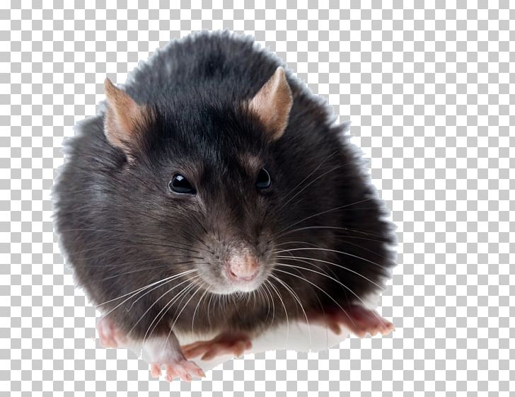 Brown Rat Black Rat Rodent Mouse Pest Control PNG, Clipart, Animals, Black Rat, Brown Rat, Computer Icons, Fauna Free PNG Download